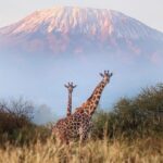 WhatsApp Image 2025-06-21 at 12.50.48 PM