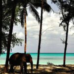 Havelock Island, Andamans