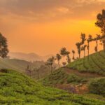 Tea Plantations in Munnar, Kerala, India